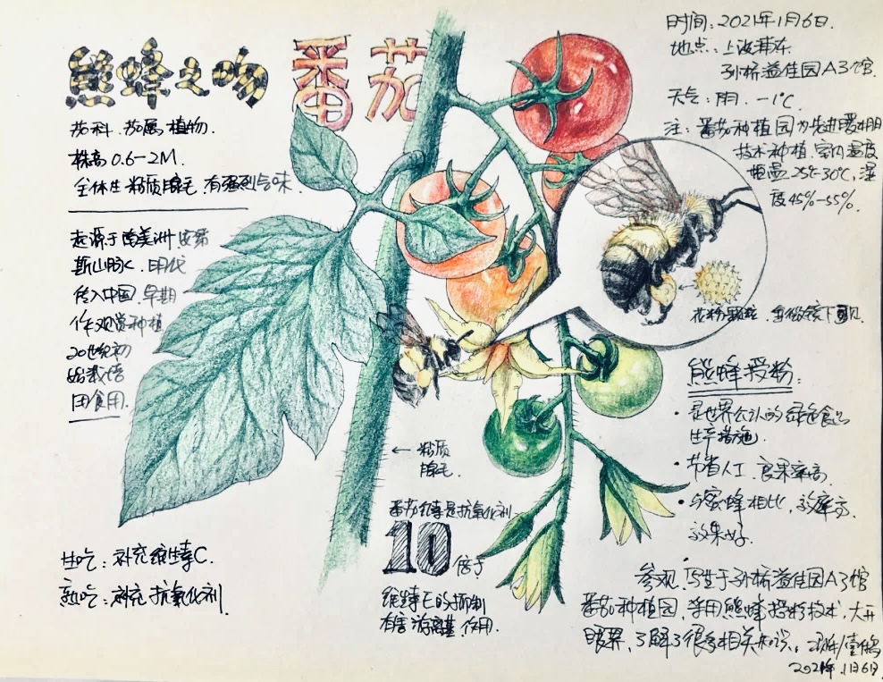 Nature journaling scientific illustration with tomato plant and bee observations